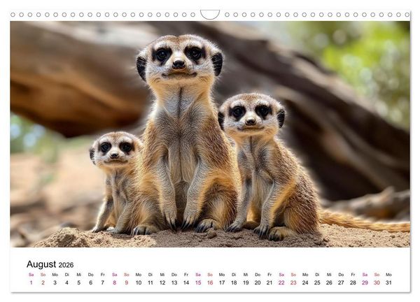 Produktbild: Erdm&auml;nnchen - klein, frech, neugierig (Wandkalender 2026 DIN A3 quer), CALVENDO Monatskalender