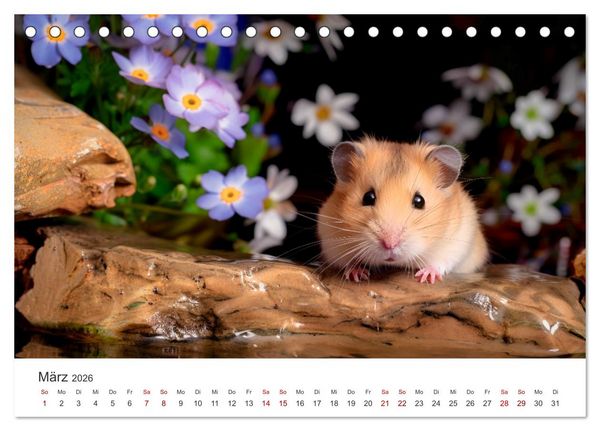 Produktbild: Wild und flauschig - Hamster - Abenteuer in freier Natur (Tischkalender 2026 DIN A5 quer), CALVENDO Monatskalender