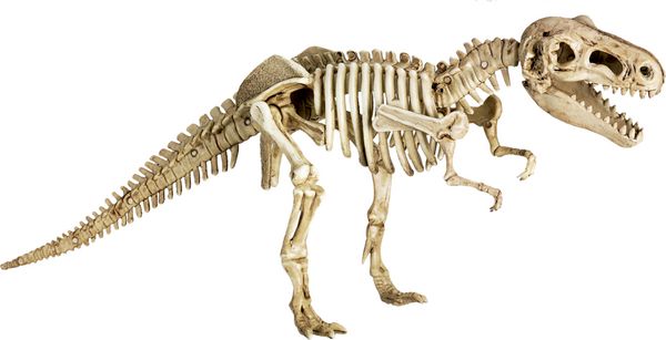 Produktbild: Ausgrabungs- und Gips-Set T-Rex