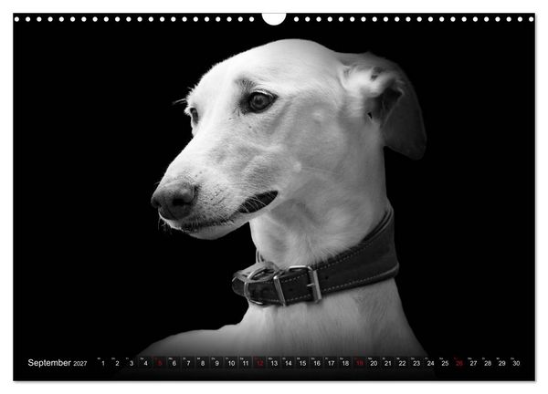 Produktbild: Galgo Espa&ntilde;ol - der spanische Windhund 2027 (Wandkalender 2027 DIN A3 quer), CALVENDO Monatskalender