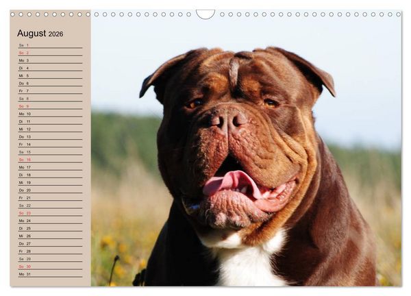 Produktbild: Faszination Bulldogge (Wandkalender 2026 DIN A3 quer), CALVENDO Monatskalender