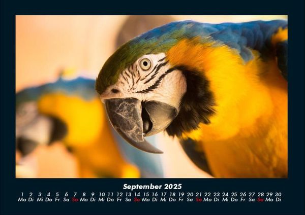 Produktbild: V&ouml;gel 2025 Fotokalender DIN A4