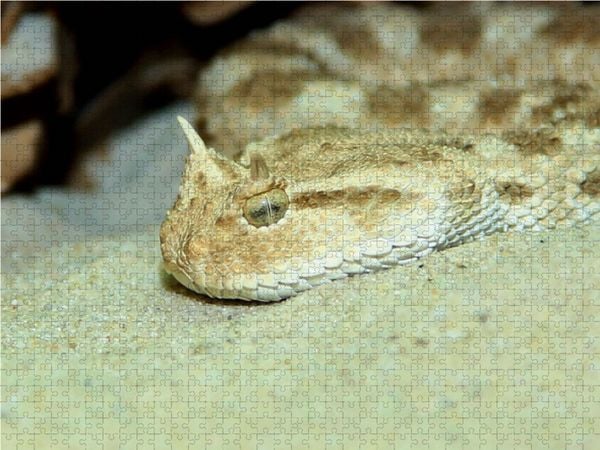 Produktbild: CALVENDO Puzzle Gef&auml;hrliche Schlangen - Hornviper 1000 Teile Lege-Gr&ouml;&szlig;e 64 x 48 cm Foto-Puzzle Bild von Michael Herzog