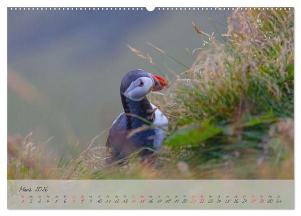 Produktbild: Naturwunder in Island (hochwertiger Premium Wandkalender 2026 DIN A2 quer), Kunstdruck in Hochglanz