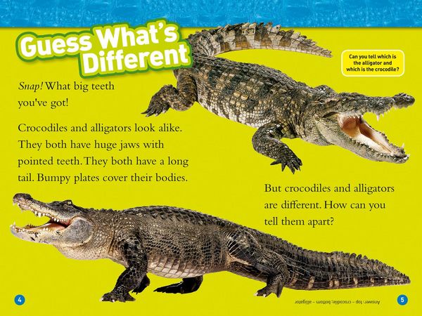 Produktbild: Alligators and Crocodiles