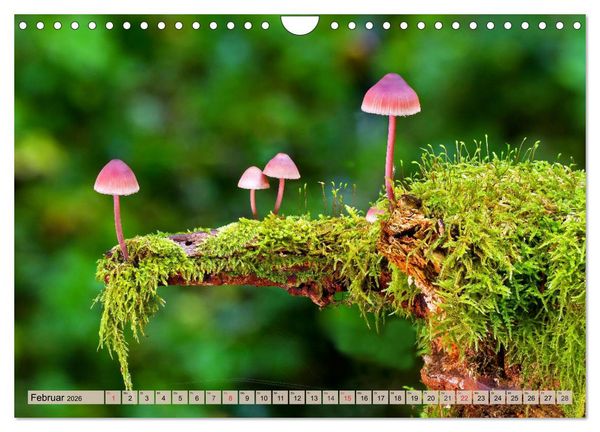 Produktbild: Leise durch den Wald. Sich Zeit nehmen und der Stille lauschen (Wandkalender 2026 DIN A4 quer), CALVENDO Monatskalender