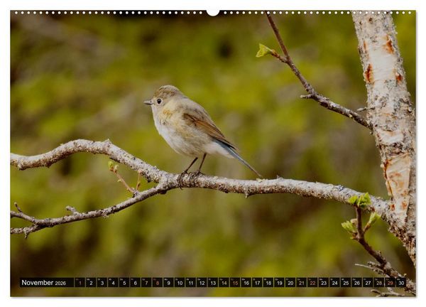 Produktbild: Die grandiose Tierwelt von Finnland (hochwertiger Premium Wandkalender 2026 DIN A2 quer), Kunstdruck in Hochglanz