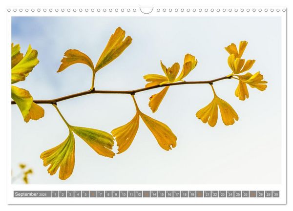 Produktbild: Mit Ginkgo biloba durch das Jahr (Wandkalender 2026 DIN A3 quer), CALVENDO Monatskalender