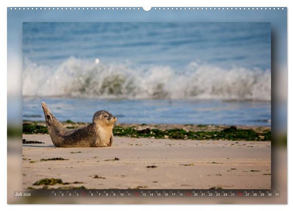 Produktbild: Baltrum - Ein Tag am Strand (hochwertiger Premium Wandkalender 2026 DIN A2 quer), Kunstdruck in Hochglanz