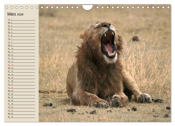 Produktbild: L&ouml;wen. Majest&auml;tische Kraft (Wandkalender 2026 DIN A4 quer), CALVENDO Monatskalender