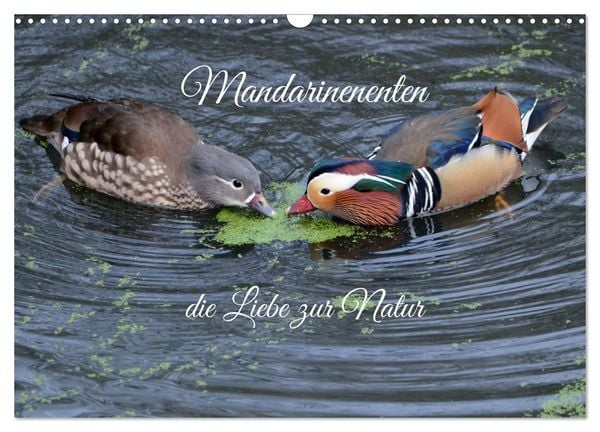 Produktbild: Mandarinenenten, die Liebe zur Natur (Wandkalender 2026 DIN A3 quer), CALVENDO Monatskalender