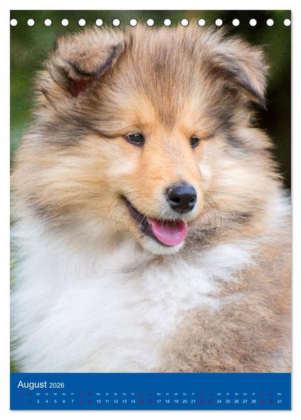 Produktbild: Traumhund Collie - Gl&uuml;ck auf vier Pfoten (Tischkalender 2026 DIN A5 hoch), CALVENDO Monatskalender
