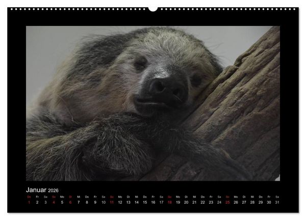 Produktbild: Bitte nicht st&ouml;ren... hier tr&auml;umen Tiere (Wandkalender 2026 DIN A2 quer), CALVENDO Monatskalender