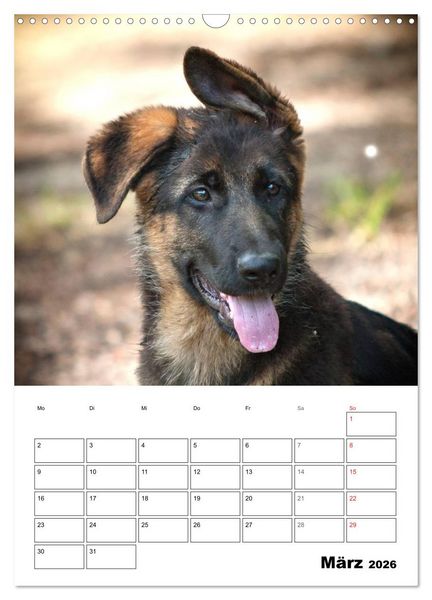 Produktbild: Deutsche Sch&auml;ferhundwelpen zum Verlieben (Wandkalender 2026 DIN A3 hoch), CALVENDO Monatskalender