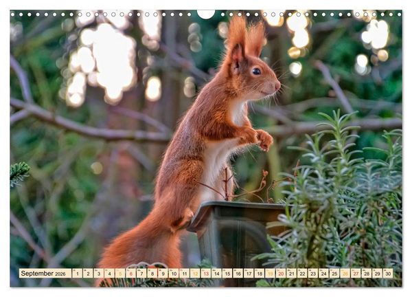 Produktbild: Eichh&ouml;rnchen - immer wieder s&uuml;&szlig; (Wandkalender 2026 DIN A3 quer), CALVENDO Monatskalender