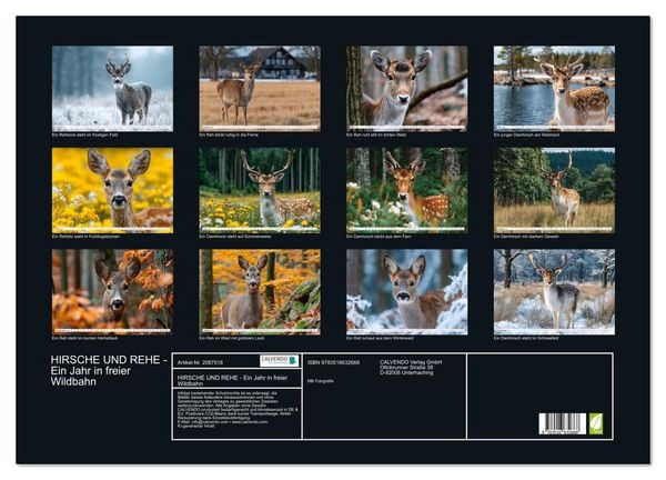 Produktbild: HIRSCHE UND REHE - Ein Jahr in freier Wildbahn (Wandkalender 2026 DIN A2 quer), CALVENDO Monatskalender
