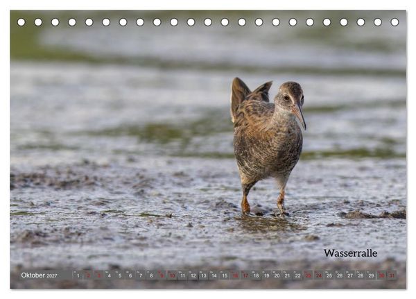Produktbild: Vogelfotografie aus dem Norden (Tischkalender 2027 DIN A5 quer), CALVENDO Monatskalender