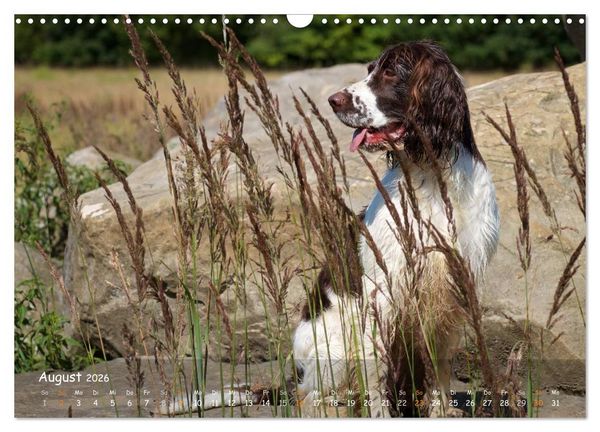 Produktbild: Jagdhunde - Treue Waidgesellen (Wandkalender 2026 DIN A3 quer), CALVENDO Monatskalender