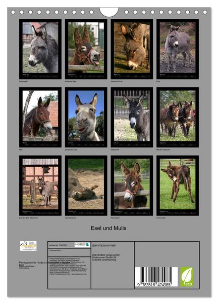 Produktbild: Esel und Mulis (Wandkalender 2026 DIN A4 hoch), CALVENDO Monatskalender