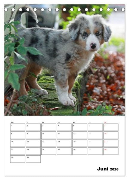 Produktbild: Australian Shepherd (Tischkalender 2026 DIN A5 hoch), CALVENDO Monatskalender