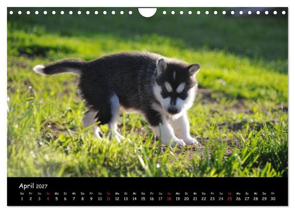 Produktbild: Huskys - Traumhunde (Wandkalender 2027 DIN A4 quer), CALVENDO Monatskalender