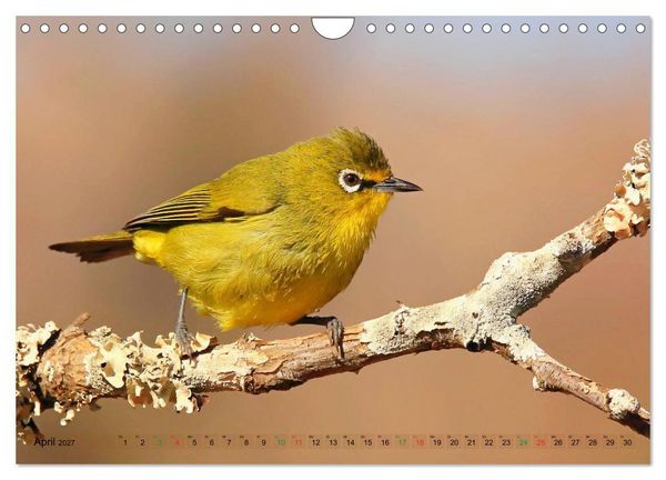 Produktbild: V&ouml;gel in Afrika - Magie der Farben (Wandkalender 2027 DIN A4 quer), CALVENDO Monatskalender