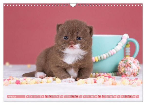 Produktbild: Katzenkinder - Britisch Kurzhaar (Wandkalender 2026 DIN A3 quer), CALVENDO Monatskalender
