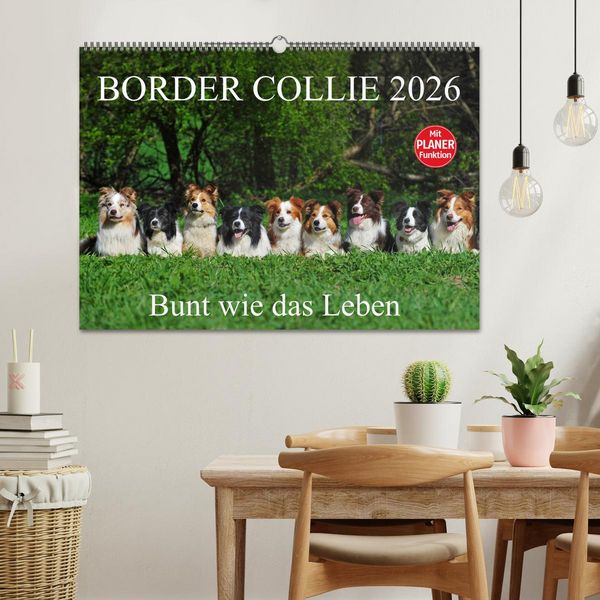 Produktbild: Border Collie 2026 (Wandkalender 2026 DIN A2 quer), CALVENDO Monatskalender