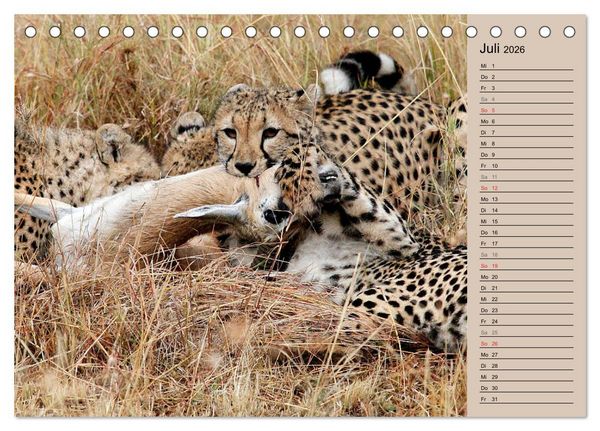 Produktbild: Geparden - Ein Leben in Afrika (Tischkalender 2026 DIN A5 quer), CALVENDO Monatskalender