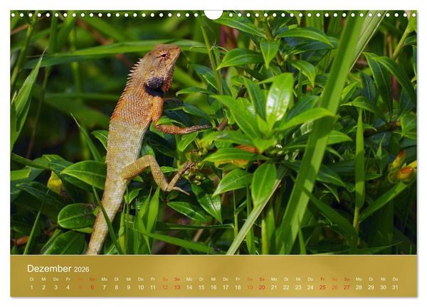 Produktbild: Agamen - Echsen aus der Urzeit (Wandkalender 2026 DIN A3 quer), CALVENDO Monatskalender