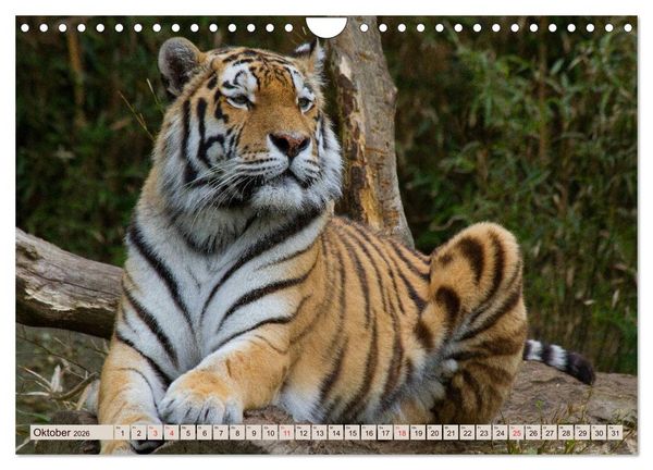 Produktbild: Tiger. Gestreift, wild u. sch&ouml;n (Wandkalender 2026 DIN A4 quer), CALVENDO Monatskalender