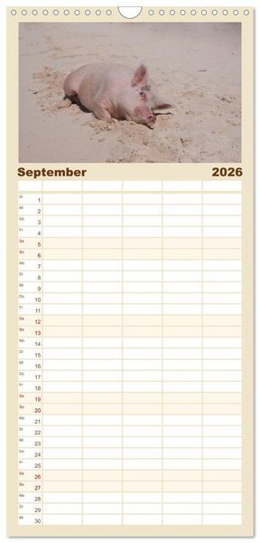 Produktbild: Familienplaner 2026 - Schwimmende Schweine auf den Bahamas! mit 5 Spalten (Wandkalender, 21 x 45 cm) CALVENDO