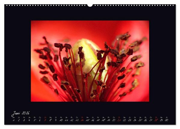 Produktbild: MOHNographie (hochwertiger Premium Wandkalender 2026 DIN A2 quer), Kunstdruck in Hochglanz