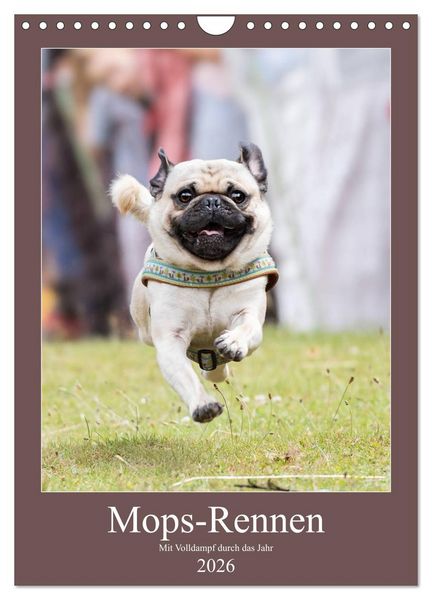 Produktbild: Mops-Rennen (Wandkalender 2026 DIN A4 hoch), CALVENDO Monatskalender