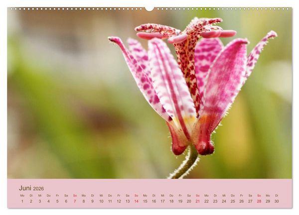 Produktbild: Fantastische Reise in die Welt der Blumen (Wandkalender 2026 DIN A2 quer), CALVENDO Monatskalender