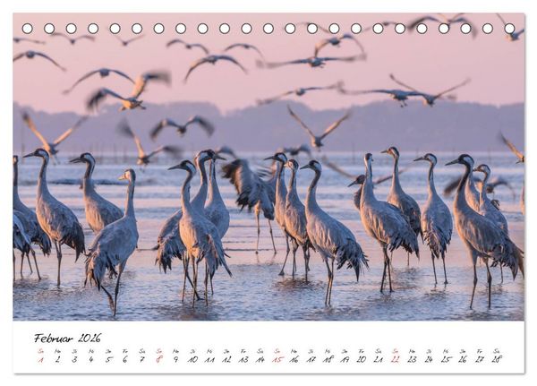 Produktbild: Kraniche am Schlafplatz - im Naturparadies der Mecklenburgischen Seenplatte (Tischkalender 2026 DIN A5 quer), CALVENDO Monatskalender