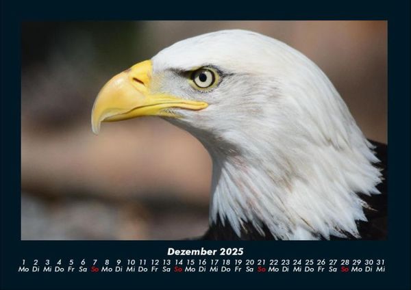 Produktbild: Adler 2025 Fotokalender DIN A4