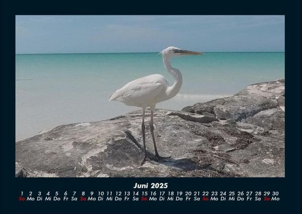 Produktbild: Vogelparadies 2025 Fotokalender DIN A4