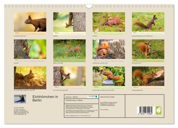 Produktbild: Eichh&ouml;rnchen in Berlin (Wandkalender 2026 DIN A3 quer), CALVENDO Monatskalender