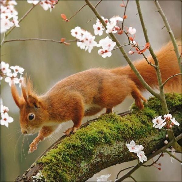 Produktbild: Eichh&ouml;rnchen 2027