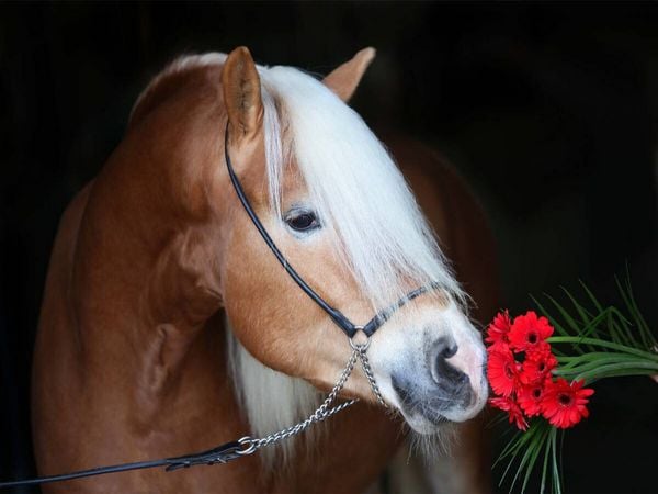 Produktbild: CALVENDO Puzzle Haflingerhengst mit Blume | 1000 Teile Lege-Gr&ouml;&szlig;e 64x48cm Foto-Puzzle f&uuml;r gl&uuml;ckliche Stunden