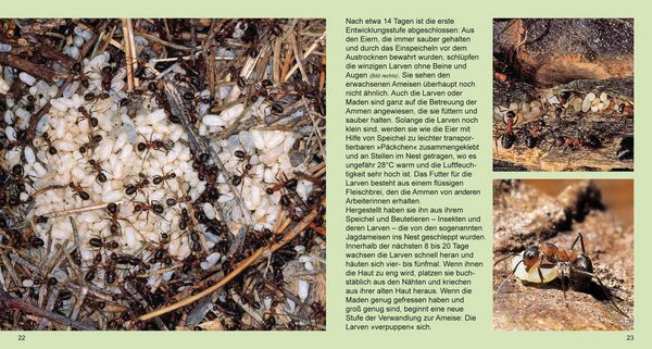Produktbild: Der Ameisenstaat
