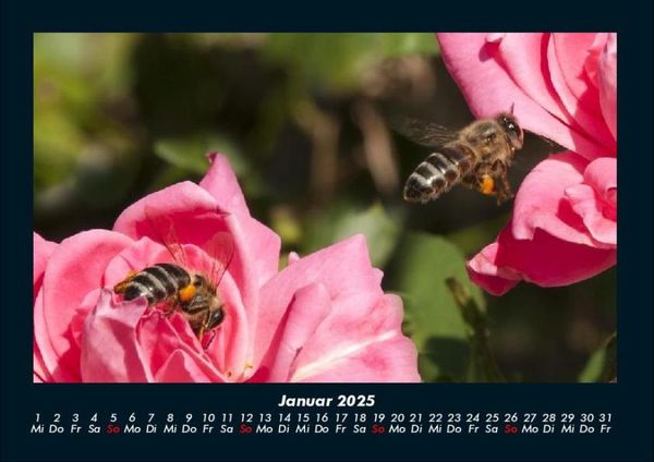 Produktbild: Rosen-Kalender 2025 Fotokalender DIN A4