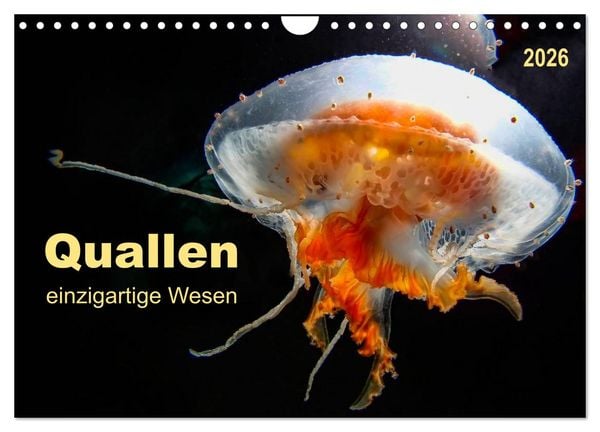 Produktbild: Quallen - einzigartige Wesen (Wandkalender 2026 DIN A4 quer), CALVENDO Monatskalender