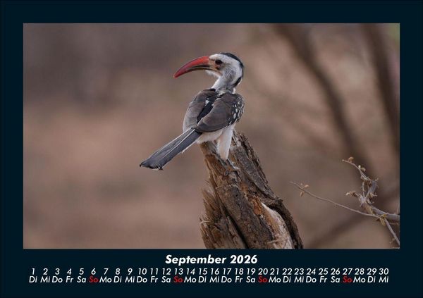 Produktbild: V&ouml;gel 2026 Fotokalender DIN A5