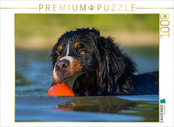 CALVENDO Puzzle Berner Sennenhund Javaro | 1000 Teile Lege-Größe 64x48cm Foto-Puzzle für glückliche Stunden