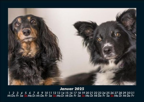 Produktbild: Hunde Kalender 2025 Fotokalender DIN A5