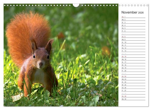 Produktbild: Eichh&ouml;rnchen (Wandkalender 2026 DIN A3 quer), CALVENDO Monatskalender