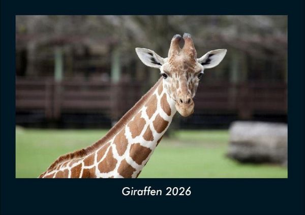 Produktbild: Giraffen 2026 Fotokalender DIN A4