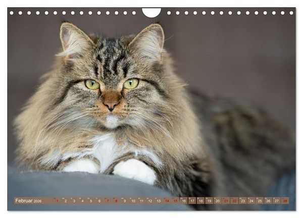 Produktbild: Maui und Molokai - Sibirische Katzenschwestern (Wandkalender 2026 DIN A4 quer), CALVENDO Monatskalender